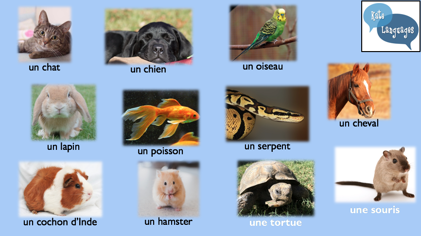 Les animaux – a Year 7 lesson plan with new GCSE-style questions – Kate  Languages